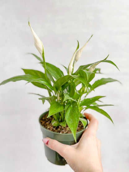  Spathiphyllum 'Peace Lily'