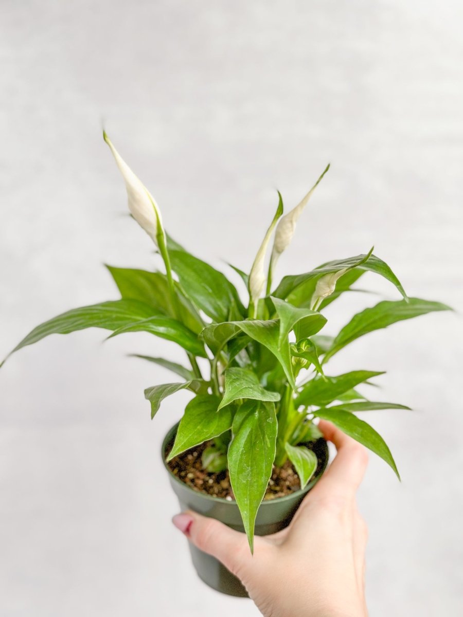  Spathiphyllum 'Peace Lily'