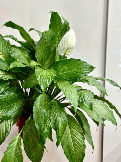  Spathiphyllum 'Platinum Mist' - Dappled Leaf Peace Lily