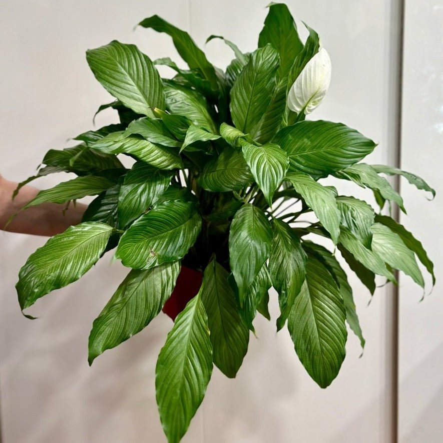  Spathiphyllum 'Platinum Mist' - Dappled Leaf Peace Lily