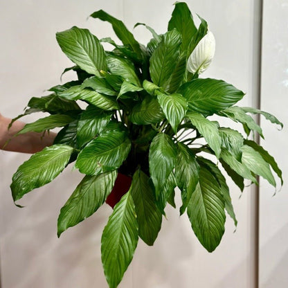  Spathiphyllum 'Platinum Mist' - Dappled Leaf Peace Lily