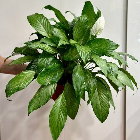  Spathiphyllum 'Platinum Mist' - Dappled Leaf Peace Lily
