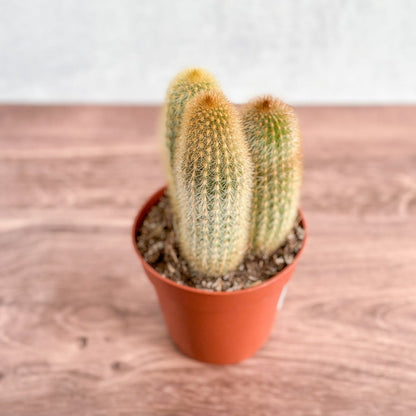  Cactaceae Spiky Tail Cactus