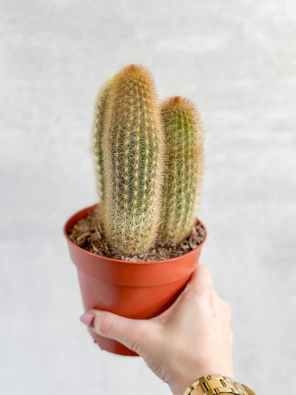  Cactaceae Spiky Tail Cactus