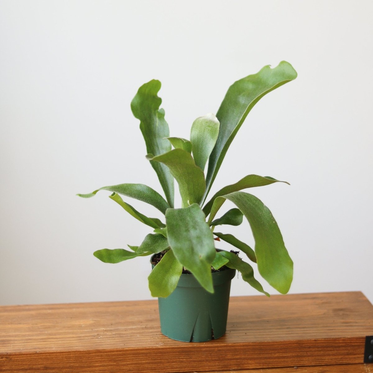  Staghorn Fern - Platycerium Bifurcatum