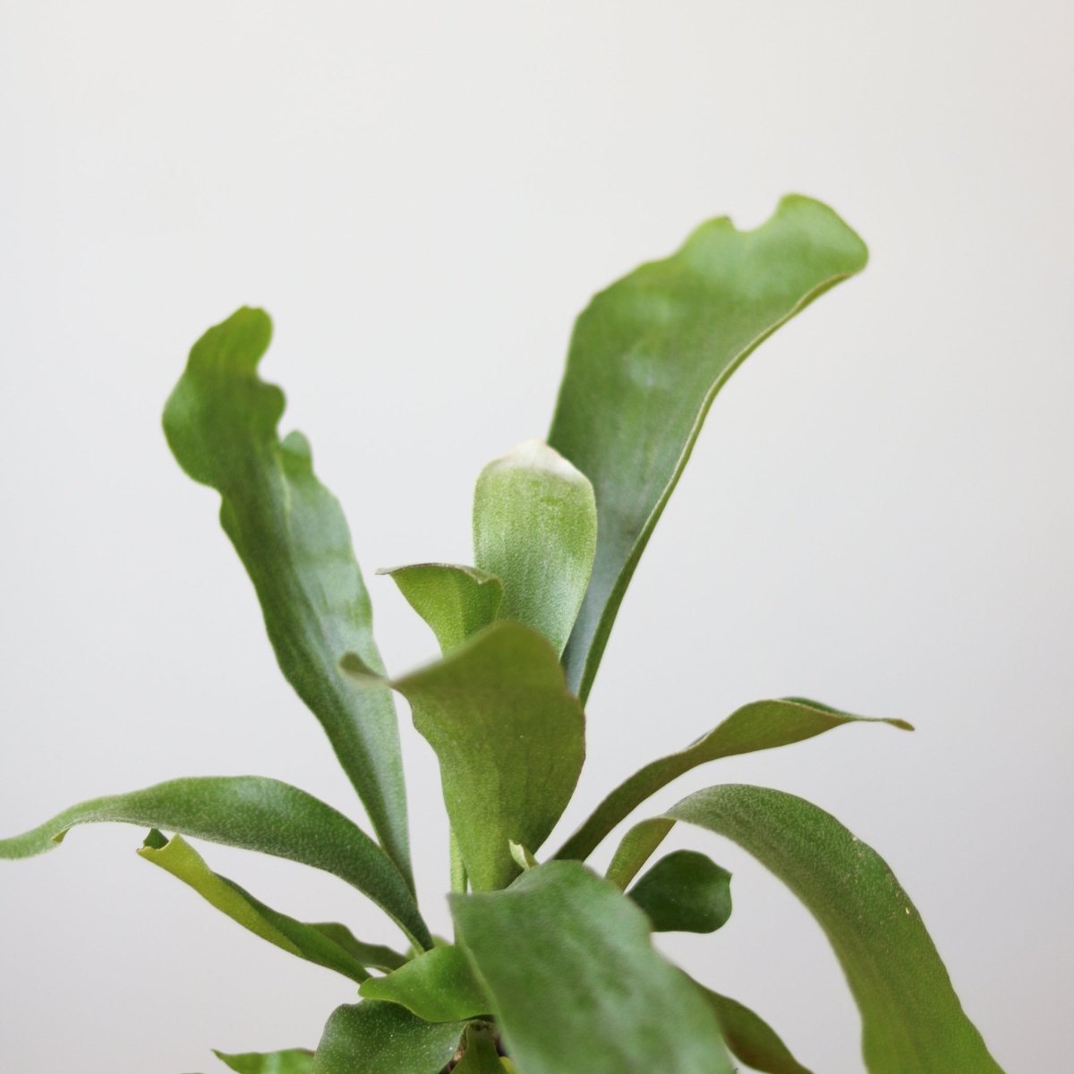  Staghorn Fern - Platycerium Bifurcatum