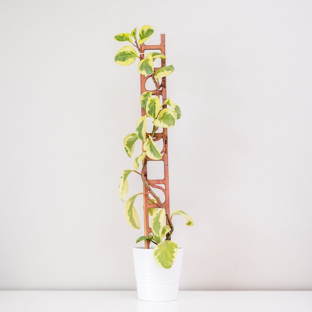  Stella Modular Plant Support & Trellis