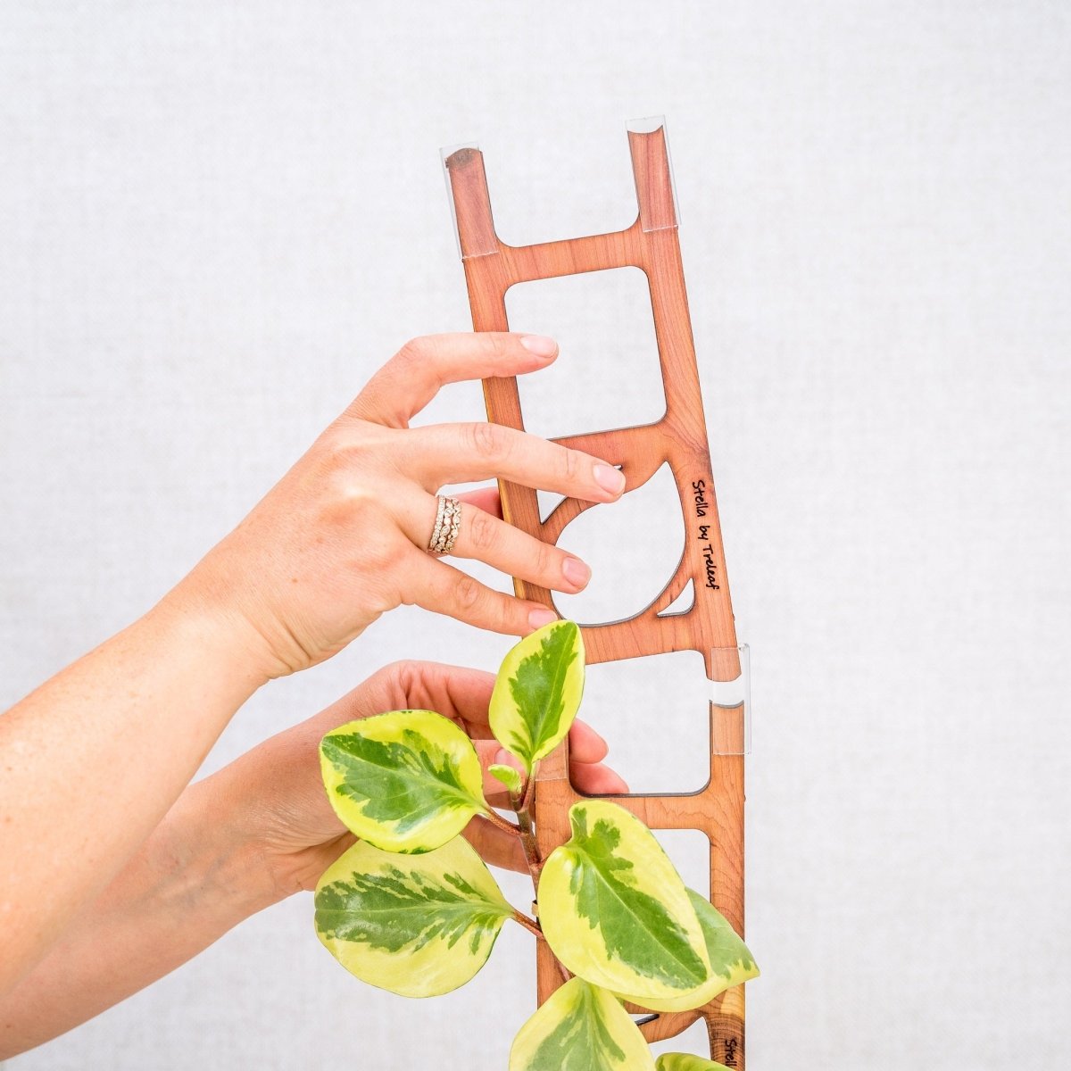  Stella Modular Plant Support & Trellis