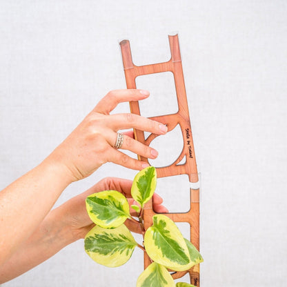  Stella Modular Plant Support & Trellis