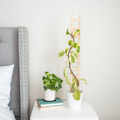  Stella Modular Plant Support & Trellis