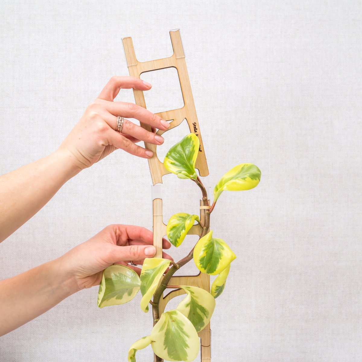  Stella Modular Plant Support & Trellis
