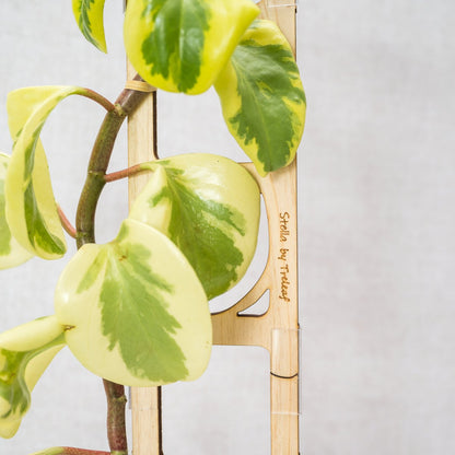  Stella Modular Plant Support & Trellis