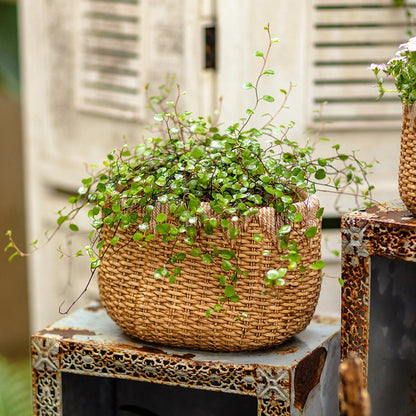  Straw Basket Cement Planter - Various Sizes