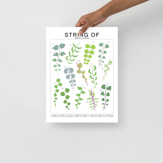  String Of Species ID Chart - Botanical Houseplant Art Print