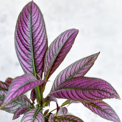  Strobilanthes Dyerianus - Persian Shield