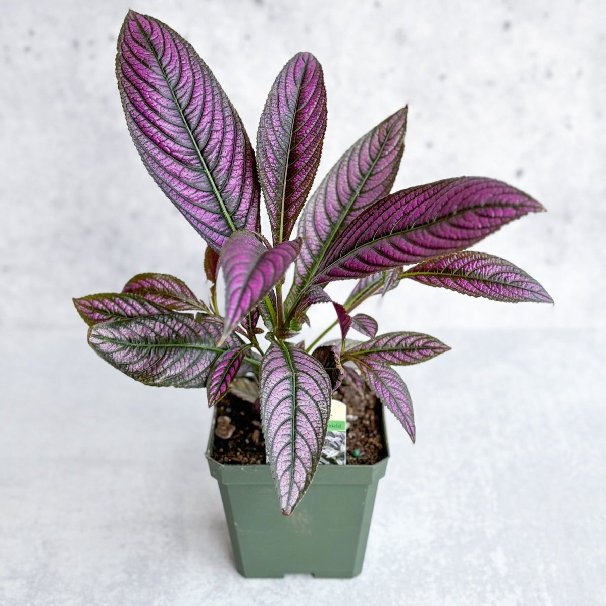  Strobilanthes Dyerianus - Persian Shield
