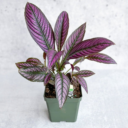  Strobilanthes Dyerianus - Persian Shield