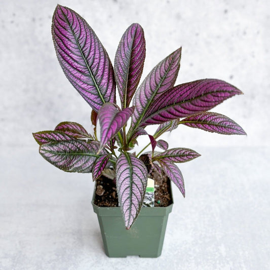  Strobilanthes Dyerianus - Persian Shield