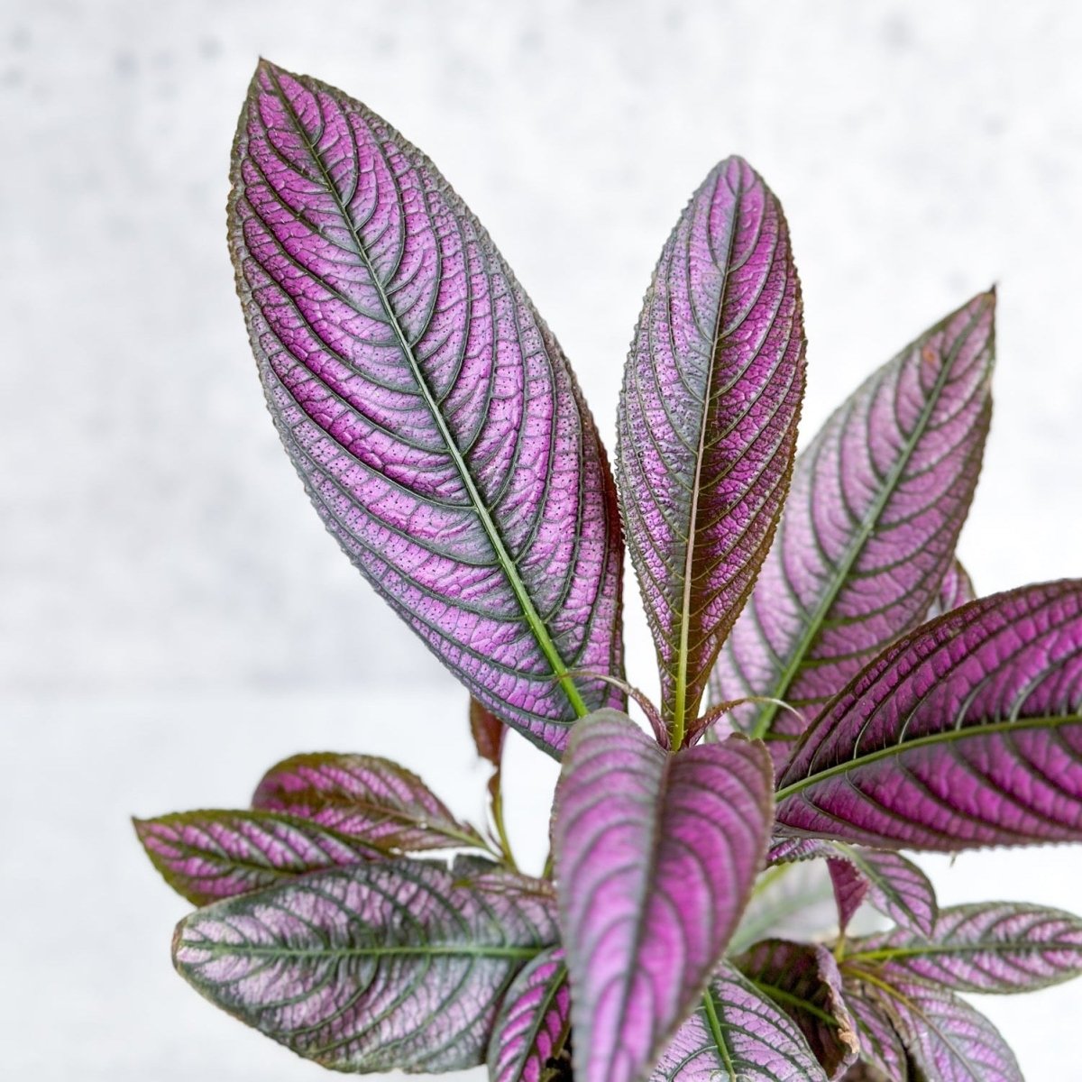  Strobilanthes Dyerianus - Persian Shield