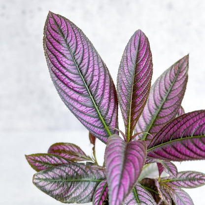  Strobilanthes Dyerianus - Persian Shield