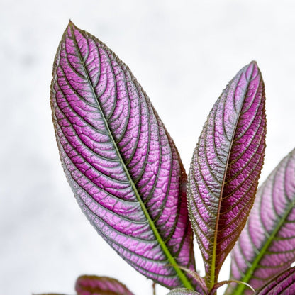  Strobilanthes Dyerianus - Persian Shield