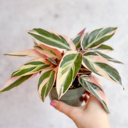  Stromanthe Sanguinea Triostar - Tri-Color Prayer Plant