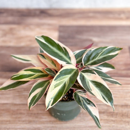  Stromanthe Sanguinea Triostar - Tri-Color Prayer Plant