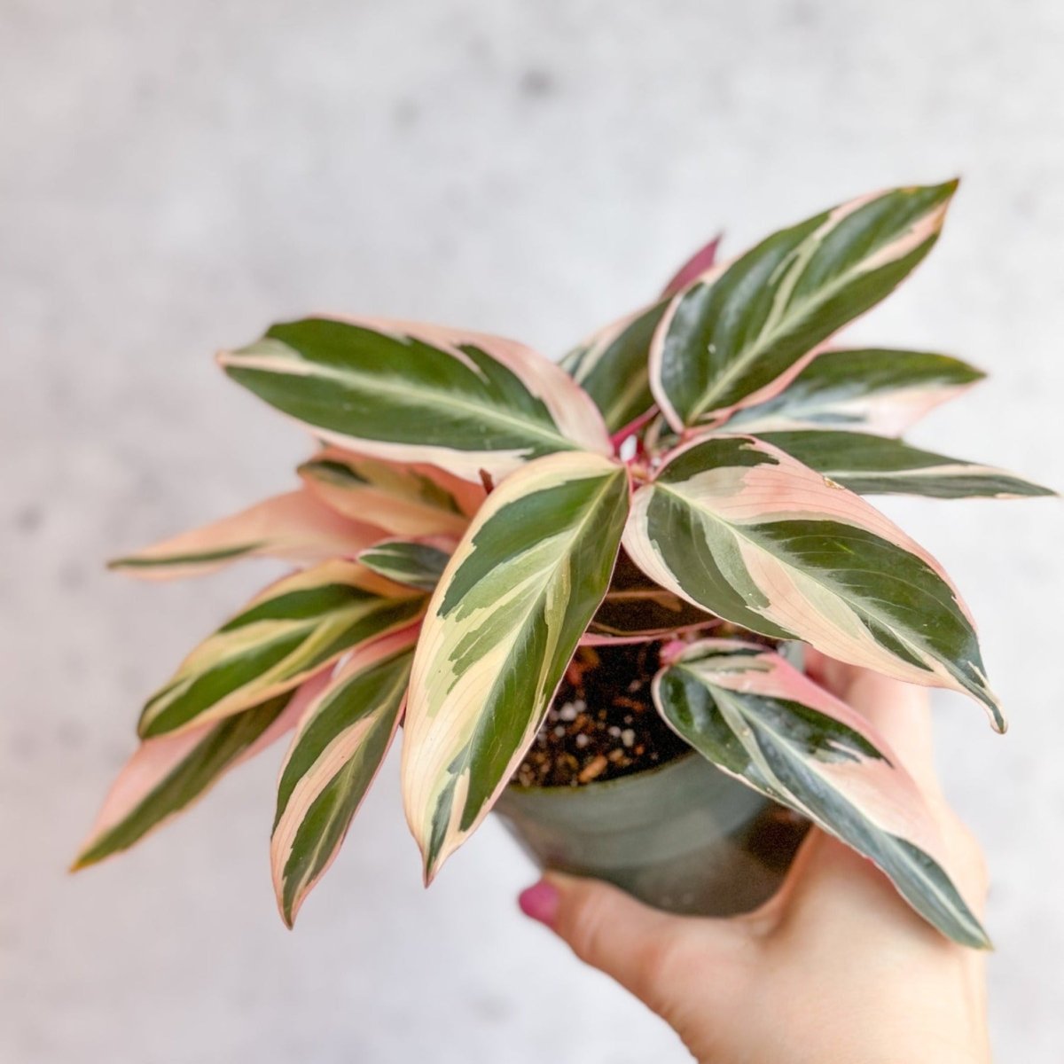  Stromanthe Sanguinea Triostar - Tri-Color Prayer Plant