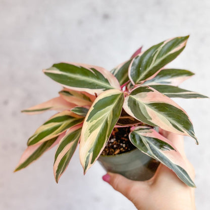  Stromanthe Sanguinea Triostar - Tri-Color Prayer Plant