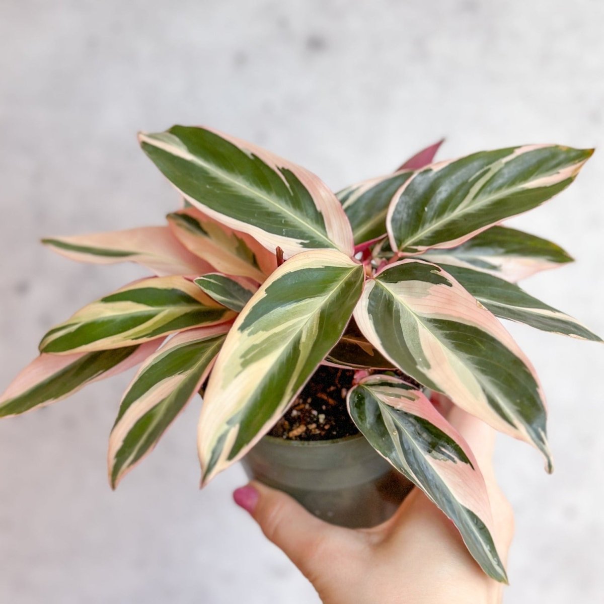  Stromanthe Sanguinea Triostar - Tri-Color Prayer Plant