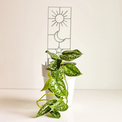  Sun, Moon & Star Houseplant Trellis