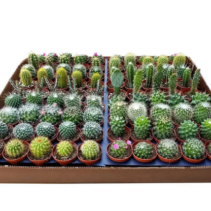  Surprise Cactus & Succulent Variety Pack