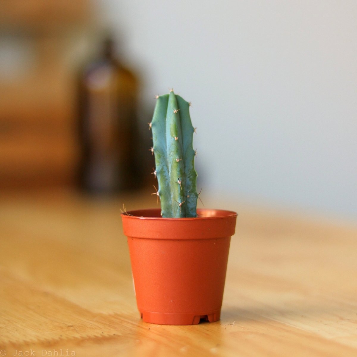  Surprise Cactus & Succulent Variety Pack