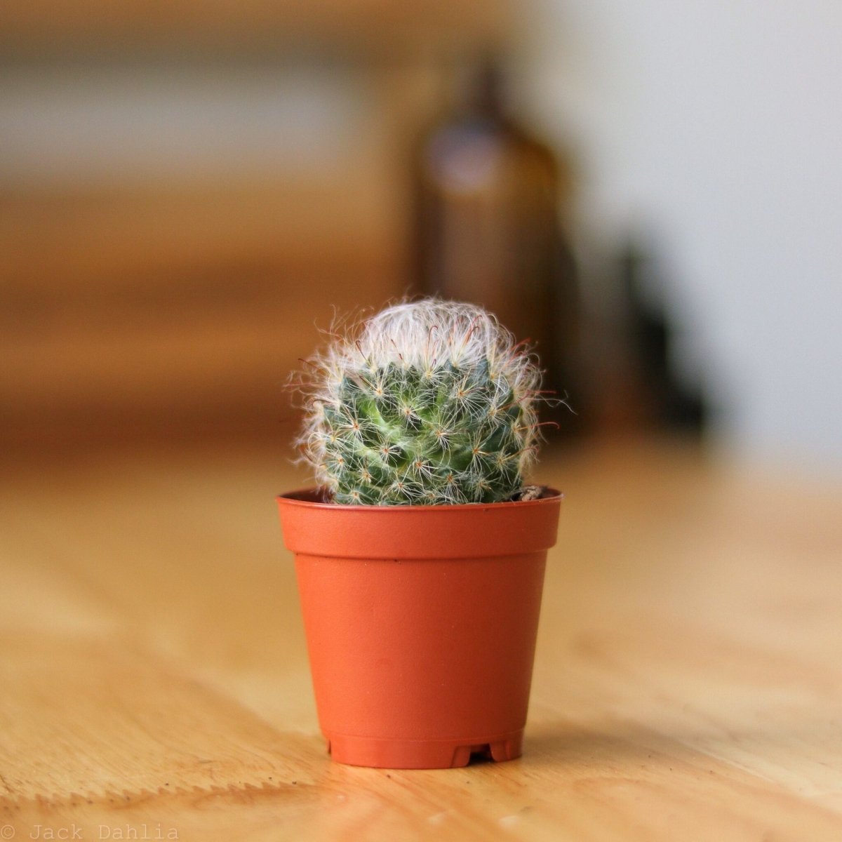  Surprise Cactus & Succulent Variety Pack