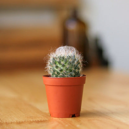  Surprise Cactus & Succulent Variety Pack