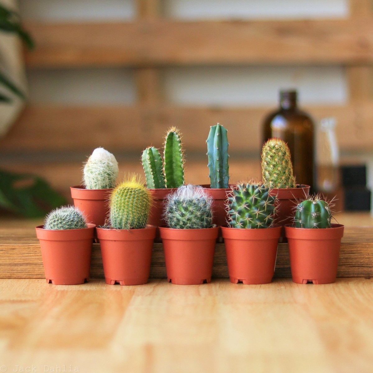  Surprise Cactus & Succulent Variety Pack
