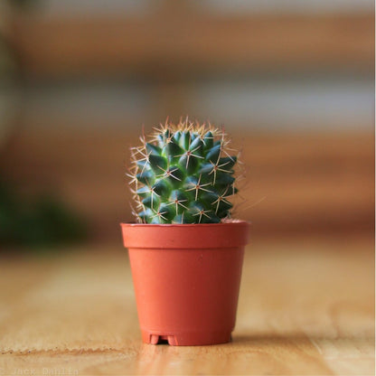  Surprise Cactus & Succulent Variety Pack