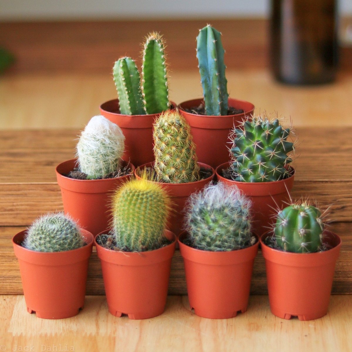  Surprise Cactus & Succulent Variety Pack