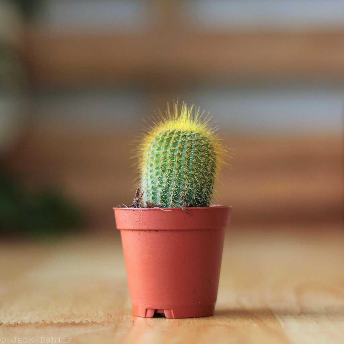  Surprise Cactus & Succulent Variety Pack