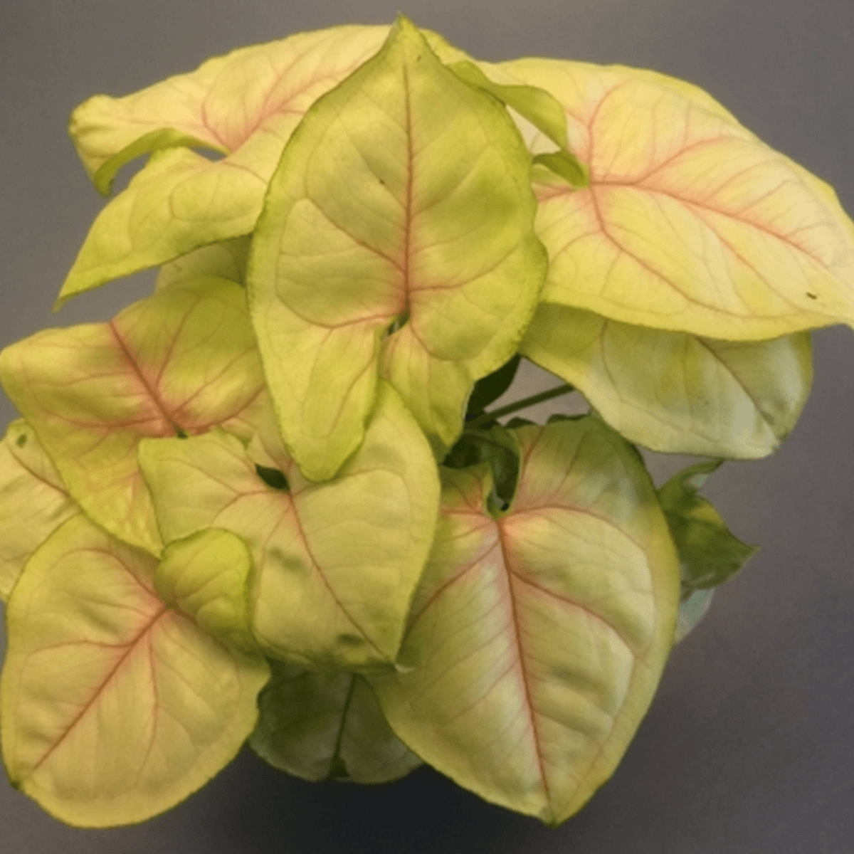  Syngonium ‘Chiffon Allusion’ — Soft Chartreuse Leaves With Pink Veins