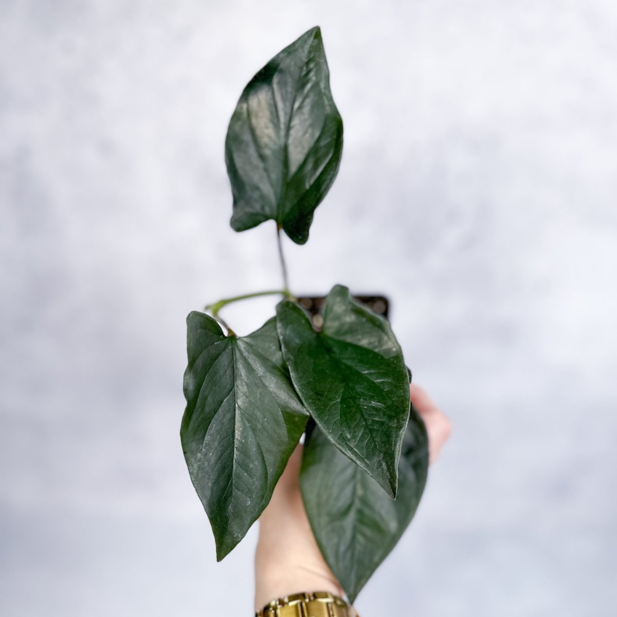 Syngonium Erythrophyllum 'Llano-Carti Road' - 4.5 Inch Hanging Basket