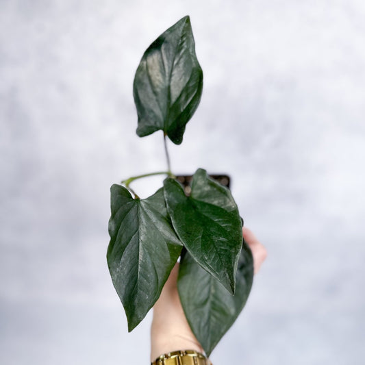 Syngonium Erythrophyllum 'Llano-Carti Road' - 4.5 Inch Hanging Basket