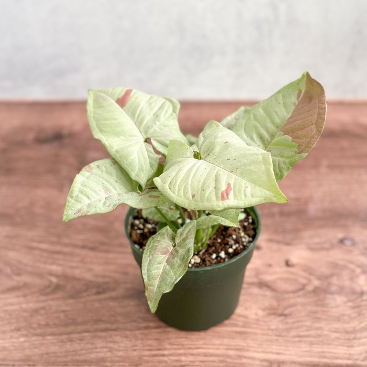  Syngonium 'Milk Confetti' - Variegated Arrowhead