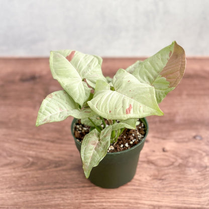  Syngonium 'Milk Confetti' - Variegated Arrowhead
