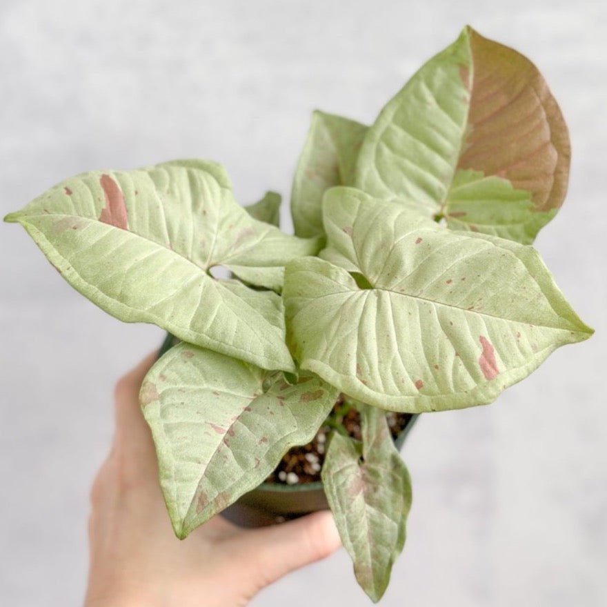  Syngonium 'Milk Confetti' - Variegated Arrowhead