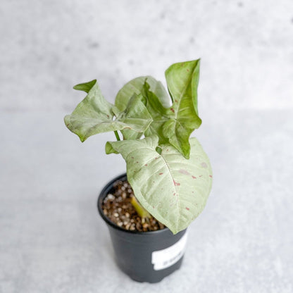  Syngonium 'Milk Confetti' - Variegated Arrowhead