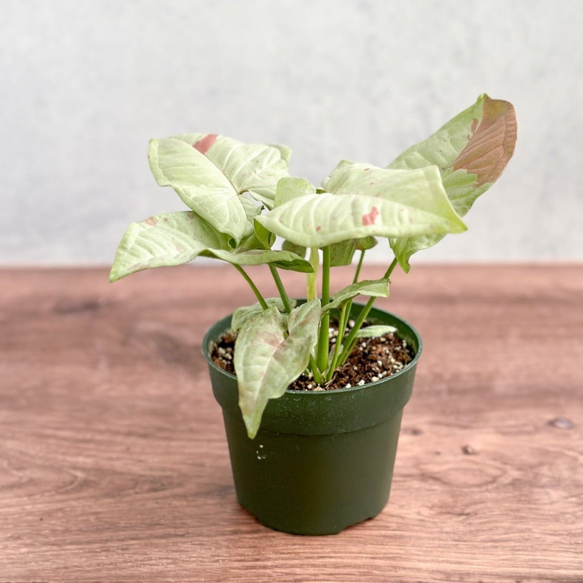  Syngonium 'Milk Confetti' - Variegated Arrowhead