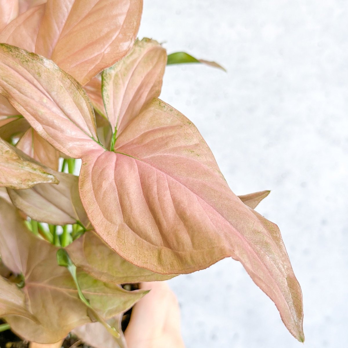  Syngonium 'Pink Perfection' - Pink Perfection Arrowhead