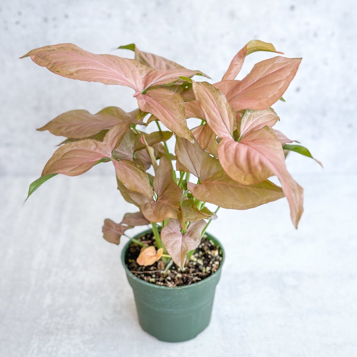  Syngonium 'Pink Perfection' - Pink Perfection Arrowhead