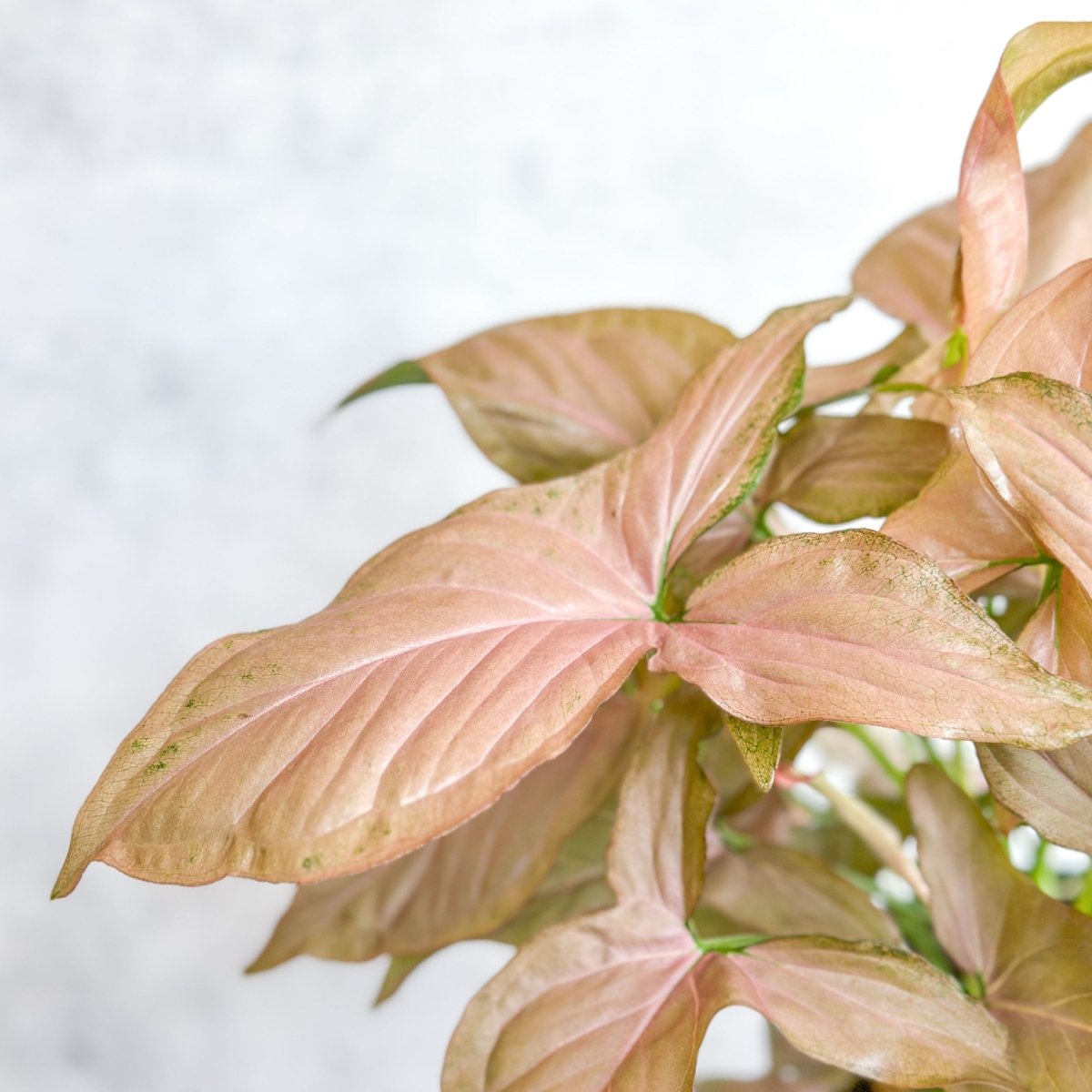  Syngonium 'Pink Perfection' - Pink Perfection Arrowhead